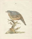 Peter Brown's drawing of a bird