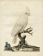 Peter Brown's drawing of a bird
