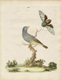 Peter Brown's drawing of a bird
